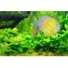 MAXSPECT - Maxspect RSX 300W FreshWater- For aquarium from 120 to 150 cm long.