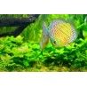 MAXSPECT - Maxspect RSX 300W FreshWater- Für Aquarien von 120 bis 150 cm Länge.