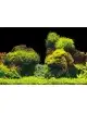 AQUA NOVA - Rock/plant background poster - 150x60cm