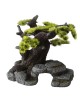 Aqua Della - Bonsai ML - 26x17,5x24cm