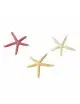 Aqua Della - Starfish mix S - 10cm - Etoiles de mer