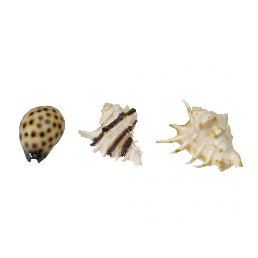 Aqua Della - Sea shell mix - 8,5-10cm - Mix coquillages Aqua Della - 1