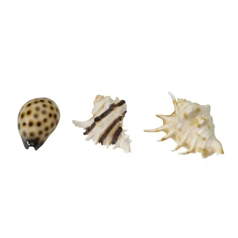 Aqua Della - Sea shell mix - 8,5-10cm - Mix coquillages Aqua Della - 1