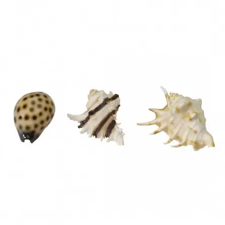 Aqua Della - Sea shell mix - 8.5-10cm - Aqua Della shell mix - 1