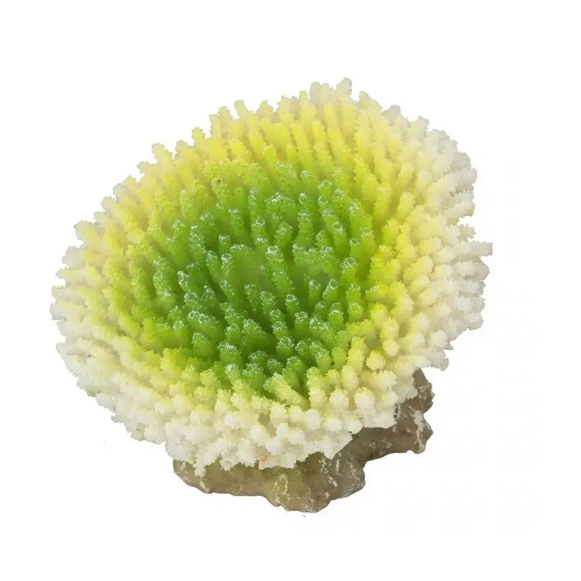 Aqua Della - Coraal acropora efflorescens Citron vert - 10,5x9x8cm - Corail vert