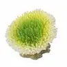 Aqua Della - Coraal acropora efflorescens Citron vert - 10,5x9x8cm - Corail vert