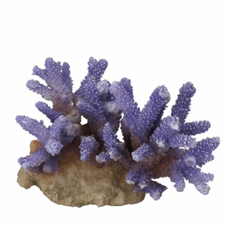 Aqua Della - Coraal acropora Malva - 15,5x12x10cm - Corallo malva