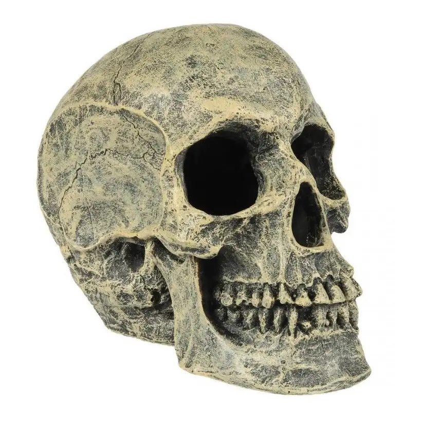 Aqua Della - Skull - 16x10.5x13.2cm