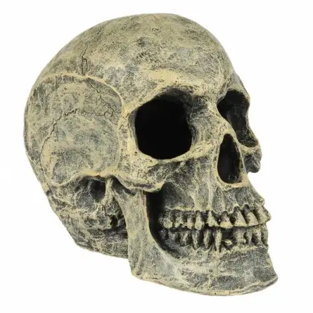 Aqua Della - Skull - 16x10.5x13.2cm