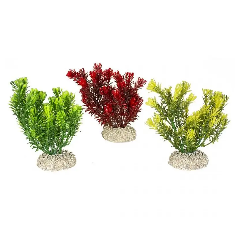 Aqua Della - Canadensis-Pflanze, gemischte Farben – 13 cm