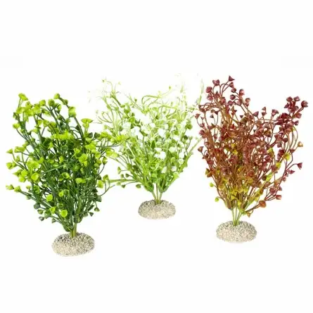 Aqua Della - Bacopa-Pflanze Gemischte Farben M - 25cm