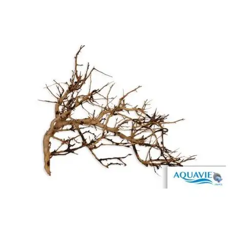 AQUAVIE - Broussa Vine - 10-30 cm