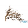 AQUAVIE - Broussa Vine - 10-30 cm