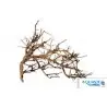 AQUAVIE - Broussa Vine - 10-30 cm