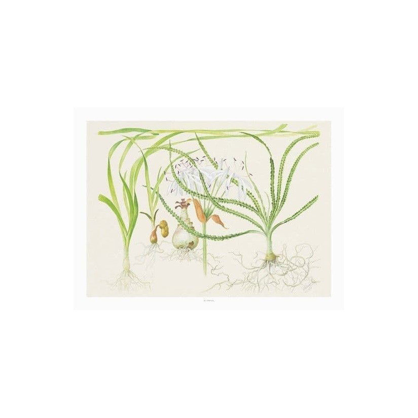 TROPICA - Art Poster Crinum - 40x30cm - Biljni poster