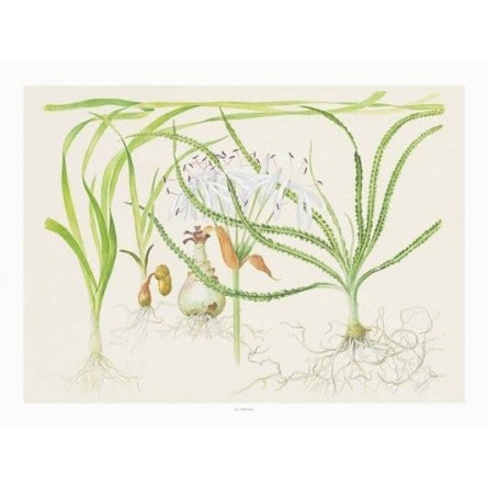 TROPICA - Art Poster Crinum - 40x30cm - Biljni poster