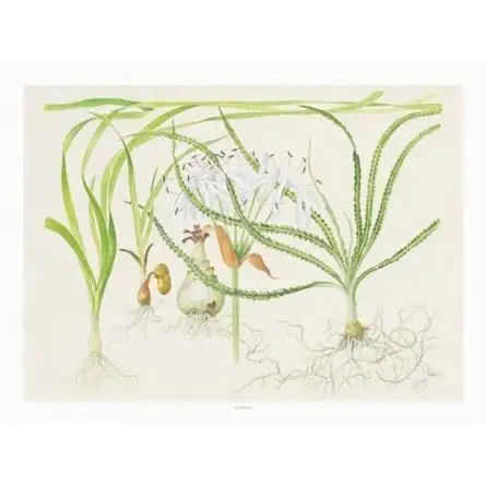 TROPICA - Kunstposter Crinum - 40x30cm - Plantenposter