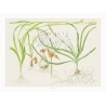 TROPICA - Art Poster Crinum - 40x30cm - Biljni poster