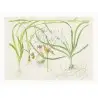 TROPICA - Art Poster Crinum - 40x30cm - Poster de plantas