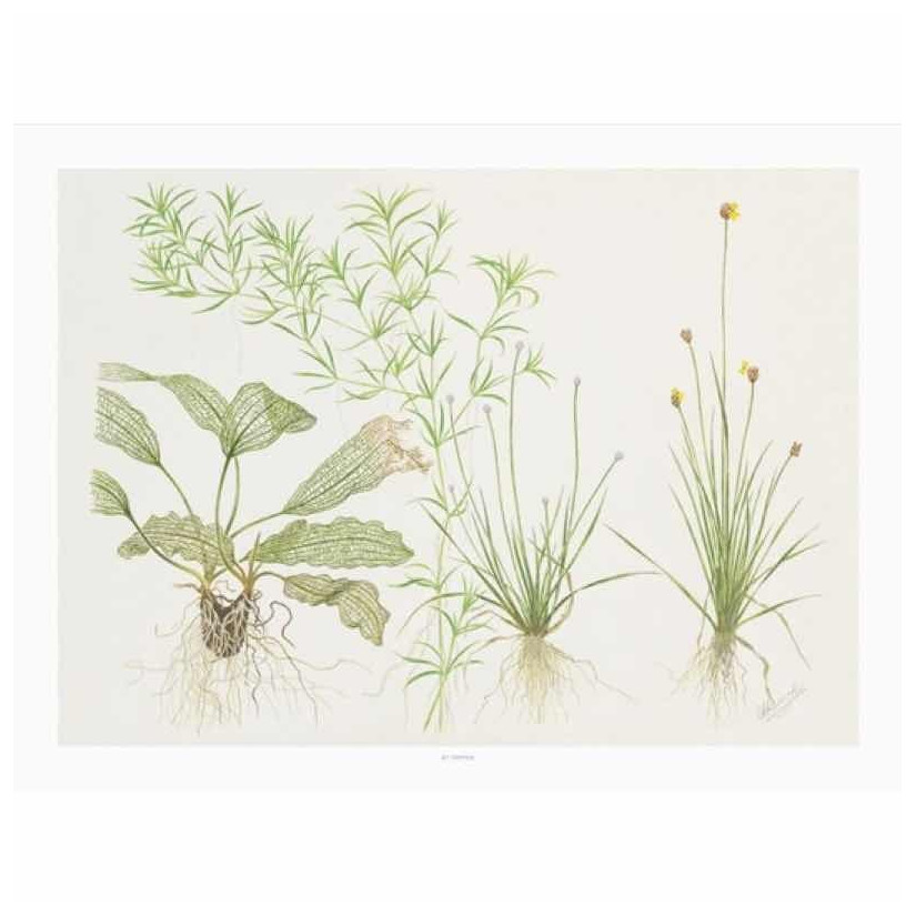 TROPICA - Art Poster Madagascariensis - 40x30cm - Poster de plantas