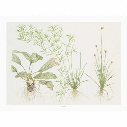 TROPICA - Art Poster Madagascariensis - 40x30cm - Poster de plantas