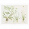 TROPICA - Art Poster Madagascariensis - 40x30cm - Biljni poster