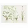 TROPICA - Art Poster Madagascariensis - 40x30cm - Poster plantes