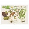 TROPICA - Art Poster Nymphaea - 40x30cm - Poster Piante