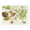 TROPICA - Art Poster Nymphaea - 40x30cm - Poster Plants