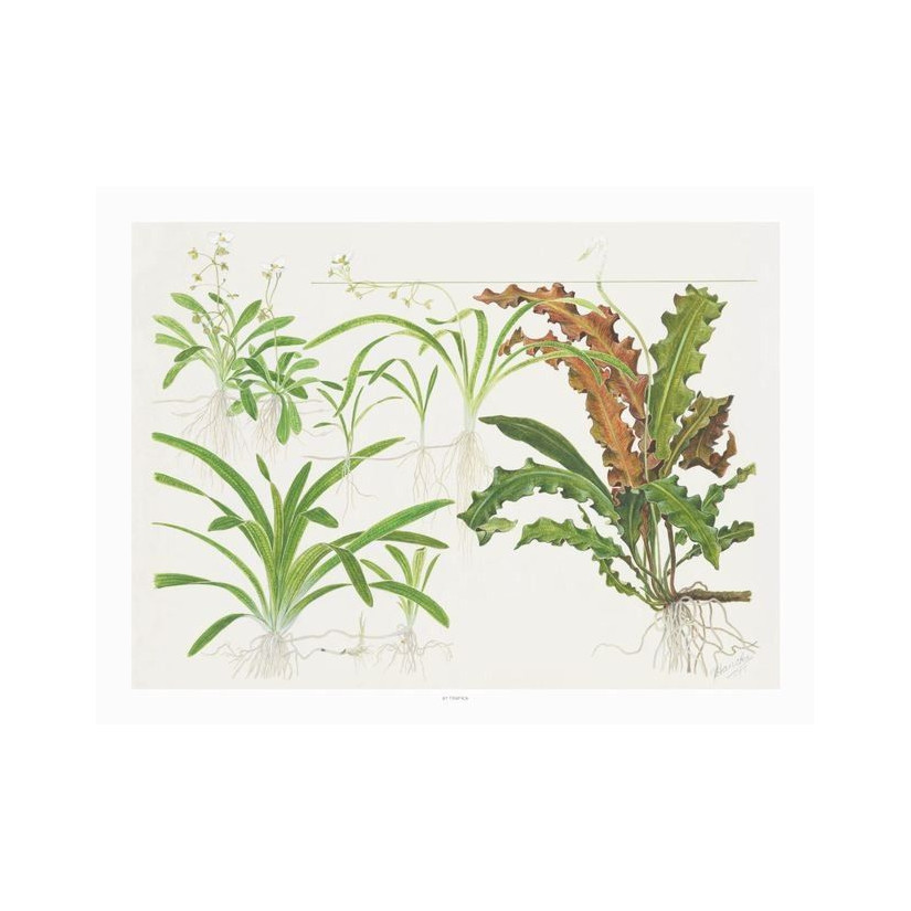 TROPICA - Art Poster Sagittaria - 40x30cm - Biljni poster