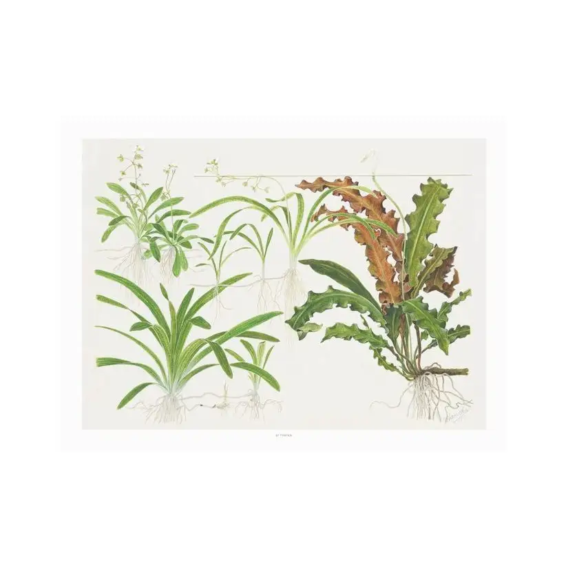 TROPICA - Art Poster Sagittaria - 40x30cm - Poster de plantas