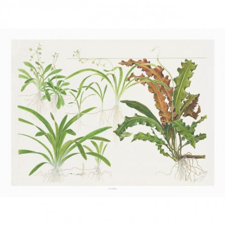 TROPICA - Art Poster Sagittaria - 40x30cm - Biljni poster