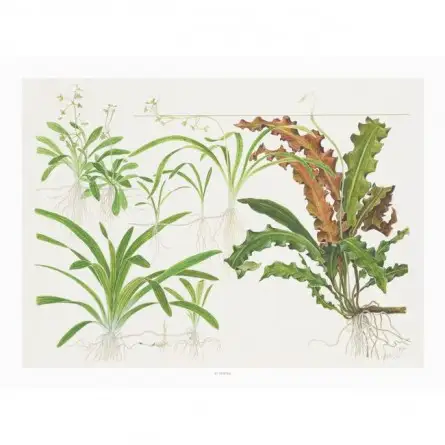 TROPICA - Art Poster Sagittaria - 40x30cm - Poster plants