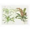 TROPICA - Art Poster Sagittaria - 40x30cm - Poster de plantas