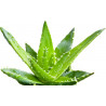 Bassleer - BIOFISH FOOD - Aloe XL - 68gr - Alimento para peixes de 9 a 12 cm