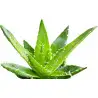 Dr. Bassleer - BIOFISH FOOD - Aloe XL - 68gr - Voer voor vissen van 9 tot 12 cm