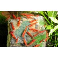 DENNERLE - Shrimp King - Yummy Gum - 55 g - Adherent Shrimp Food Gum