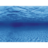 AQUA NOVA - Hintergrundposter Wurzeln/Wasser - 100x50cm