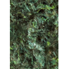 OCEAN NUTRITIONS - Algas Verdes - 12g