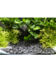 DENNERLE - Plantahunter Baikal - 5kg (3-8 mm) - Flat gravel black