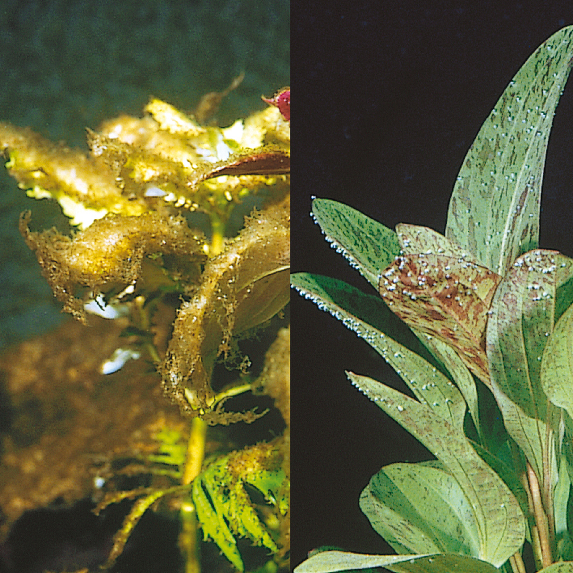 Comment éviter les algues dans votre aquarium ?