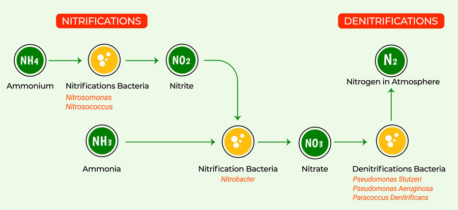 Nitrification et dénitrification de l’azote. Cycle biologique de l’azote