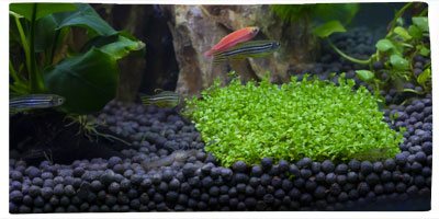 Category Substrates and sands for freshwater aquariums