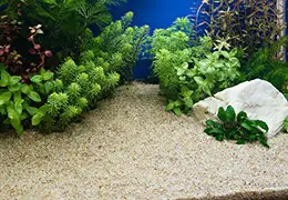 Come pulire il fondo dell'acquario?